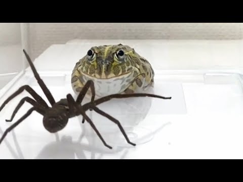 Вот на Что Способен Самый Опасный Паук в Мире