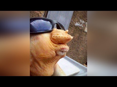 Эти Аномальные Животные Вы Увидите Впервые в Жизни.