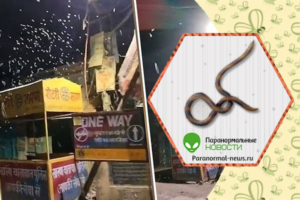 В Индии выпал дождь из белых личинок | Видео | Паранормальные новости | 18 Мая 2023
 
 