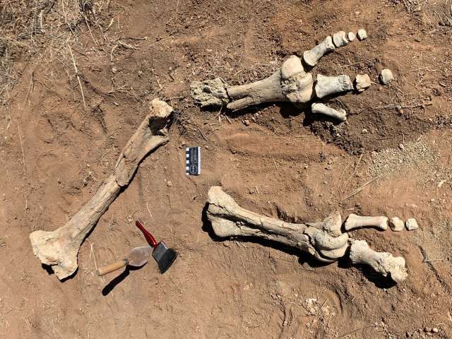 Останки крупнейшей птицы в мире обнаружены в Австралии | Доисторический мир | Паранормальные новости | 07 Октября 2022
 
 