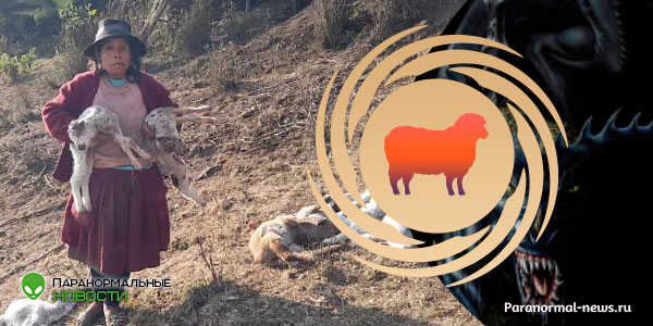 ? В черепе дыра, удален мозг, глаза и прямая кишка: В Перу странным образом убито 33 овцы | Криптиды | Паранормальные новости | 05 Сентября 2023 