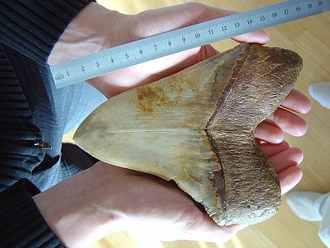 Мегалодон все еще жив: Кит, перекушенный напополам, и фото огромных акульих плавников | Криптиды | Паранормальные новости | 30 Апреля 2024 