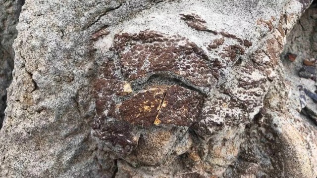 Новые останки динозавра с окаменелой кожей обнаружили в Канаде | Доисторический мир | Паранормальные новости | 09 Сентября 2022
 
 