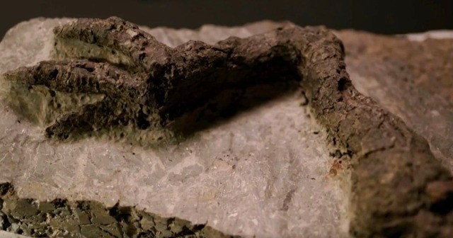 Нога динозавра с кожей найдена в Северной Дакоте | Доисторический мир | Паранормальные новости | 08 Апреля 2022
 
 
