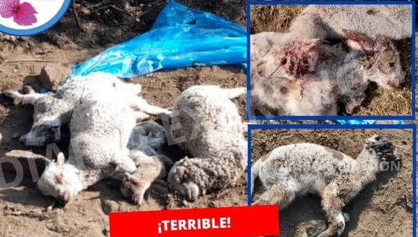 ? В черепе дыра, удален мозг, глаза и прямая кишка: В Перу странным образом убито 33 овцы | Криптиды | Паранормальные новости | 05 Сентября 2023 