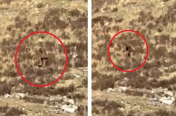 ? В США пассажир поезда снял на видео йети, прячущегося в траве | Йети | Паранормальные новости | 19 Октября 2023
 
 