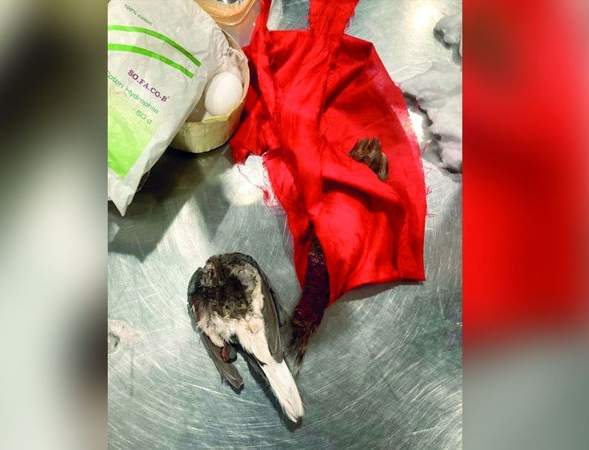 В аэропорту Дубая задержан колдун с чемоданом магических предметов | Странности | Паранормальные новости | 13 Марта 2024
 
 