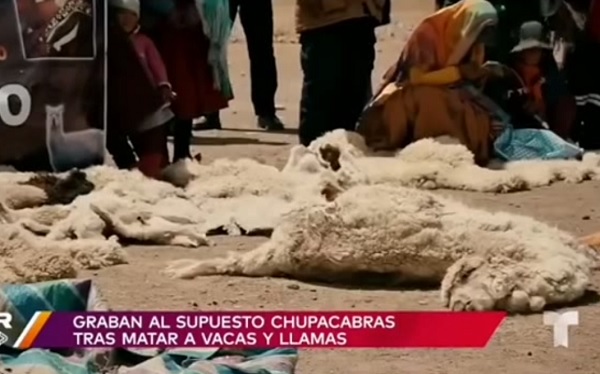 В Боливии на поле заснята предполагаемая чупакабра, в том же районе, где нечто убило десятки лам и альпак | Чупакабра | Паранормальные новости | 09 Июня 2023
 
 