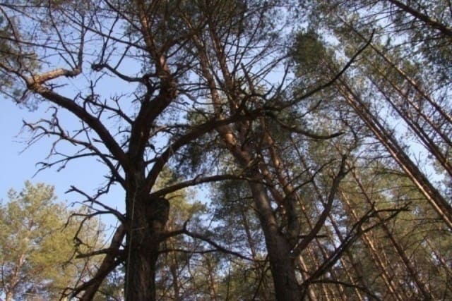 Ведьмин лес под Брянском с уродливыми деревьями и глохнущей техникой | Аномальная зона 