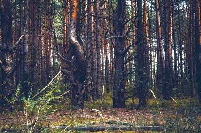 Ведьмин лес под Брянском с уродливыми деревьями и глохнущей техникой | Аномальная зона 