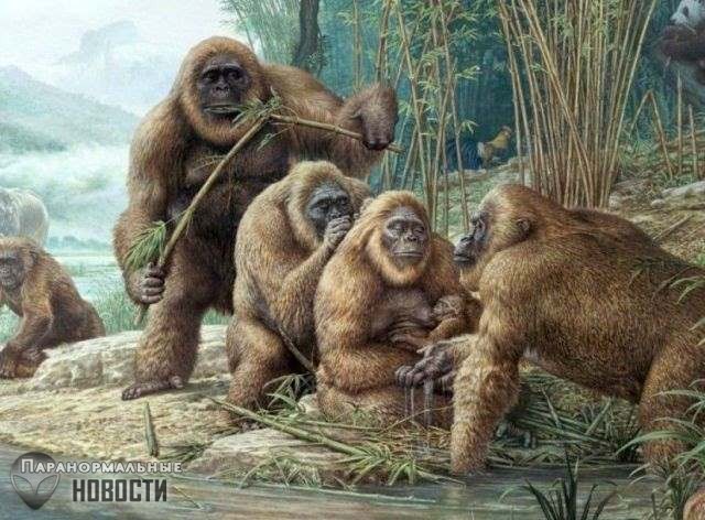Гигантопитеки 