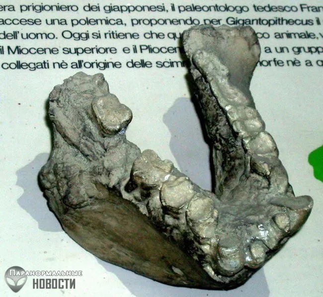Гигантопитеки 