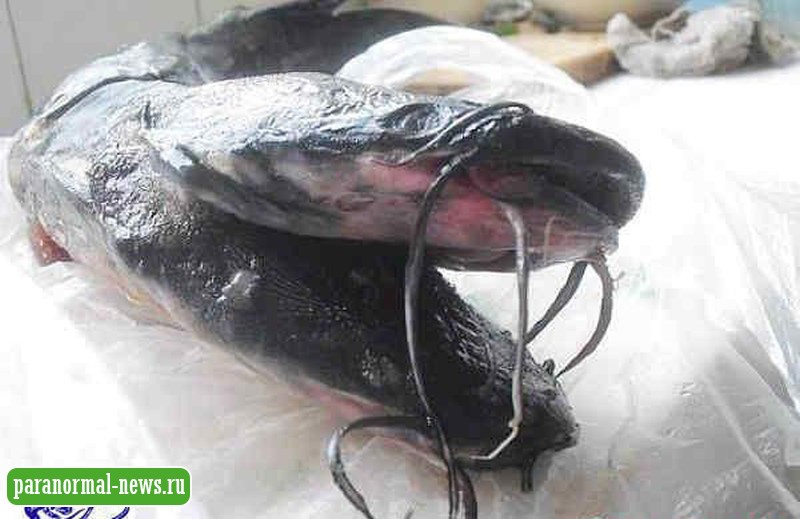 Рыбаки поймали сома с двумя головами
 
 
 