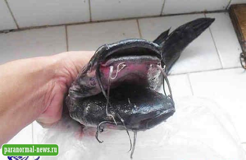 Рыбаки поймали сома с двумя головами
 
 
 