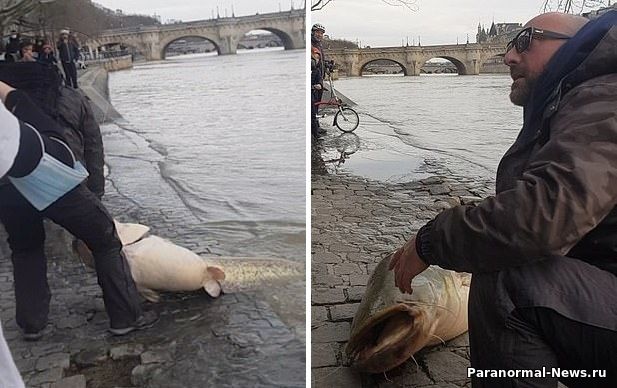 В центре Парижа из реки выловили сома, размером с человека
 
 
 