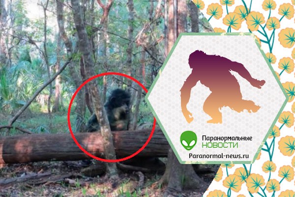 Во Флориде охотничья камера засняла неопознанное обезьяноподобное существо
 
 
 
