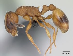ae6f01bb3bfa39d8c9dffa2fd0ca20ad