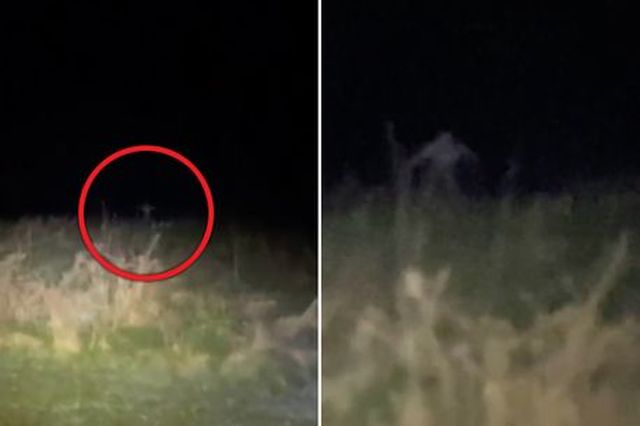 На видео засняли тощего монстра, выскакивающего из травы (+ видео)
 
 
 