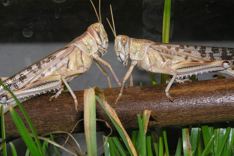 Саранча 