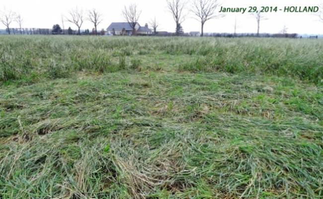 Первый круг на полях 2014 года появился возле дома медиума