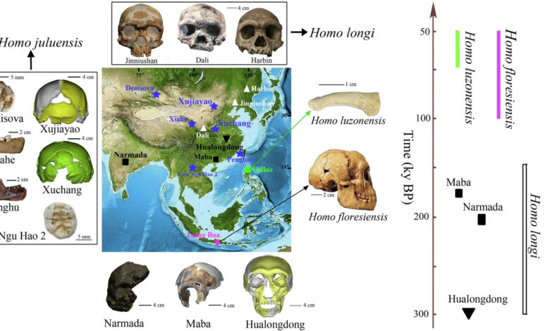 В Китае обнаружен новый вид человека — Homo juluensis с гигантским черепом В Китае обнаружен новый вид человека — Homo juluensis с гигантским черепом